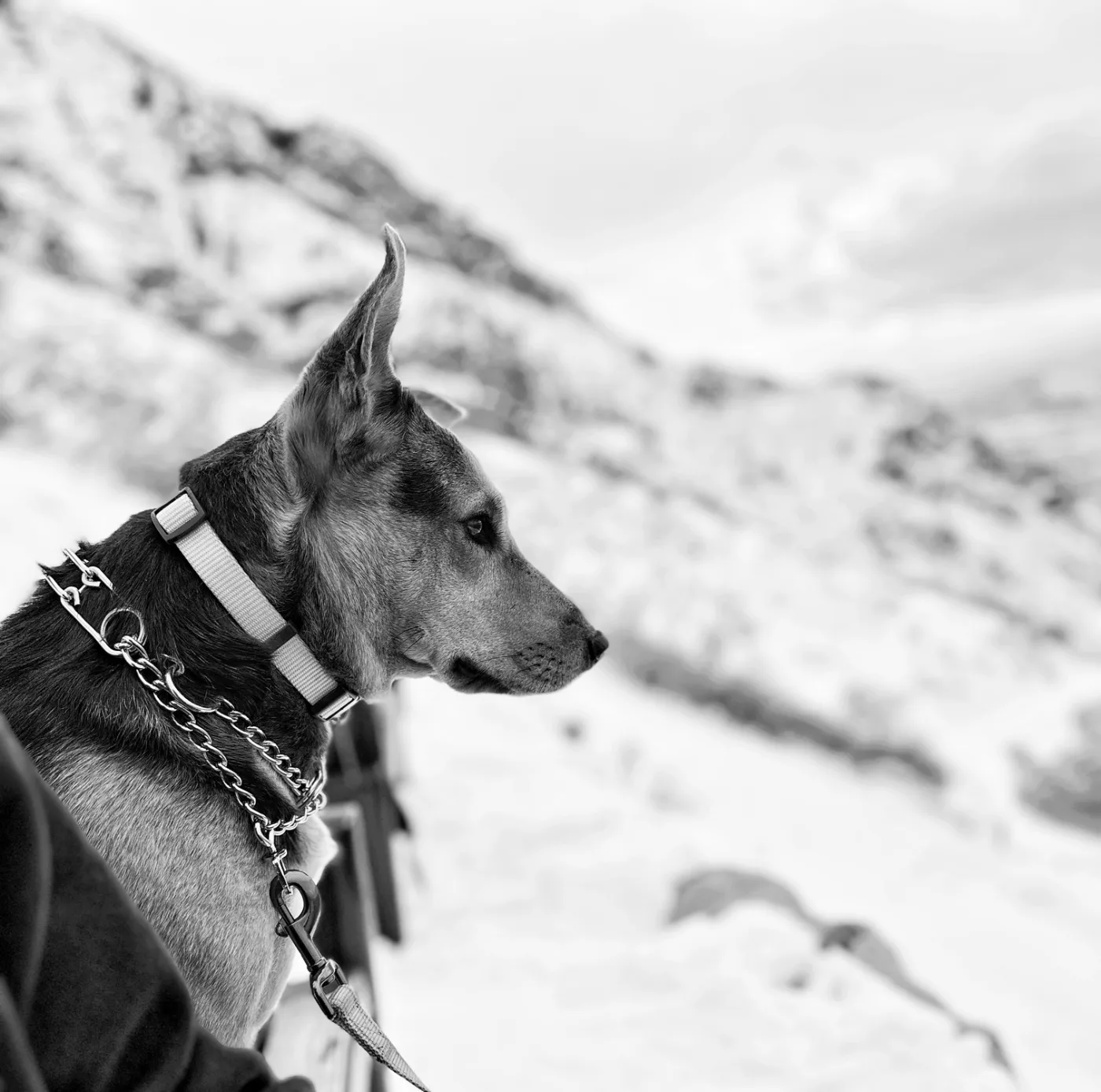 Pet Photography