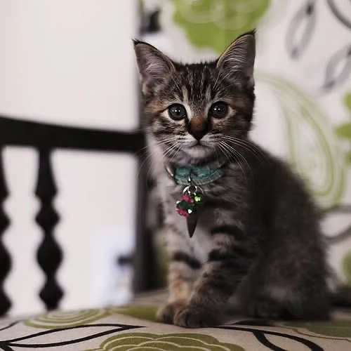 Pet photography session by Art With Aynn